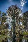 Sun rays are absorbed by Cypress trees in flooded Florida swamps, branches draped with Spanish moss Art Print